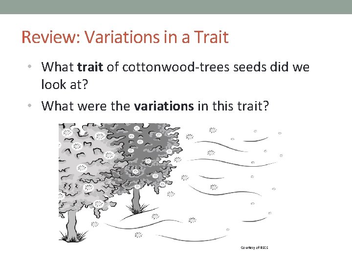 Review: Variations in a Trait • What trait of cottonwood-trees seeds did we look
