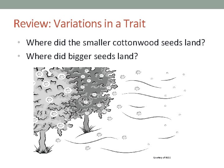 Review: Variations in a Trait • Where did the smaller cottonwood seeds land? •
