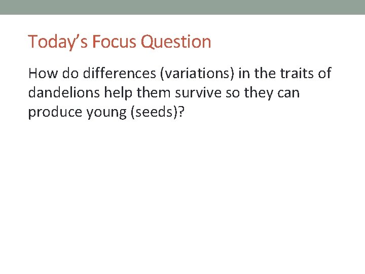 Today’s Focus Question How do differences (variations) in the traits of dandelions help them