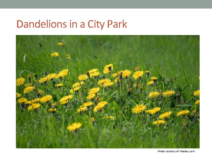 Dandelions in a City Park Photo courtesy of Pixabay. com 
