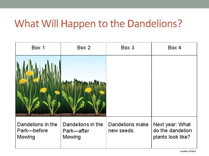 What Will Happen to the Dandelions? Box 1 Dandelions in the Park—before Mowing Box