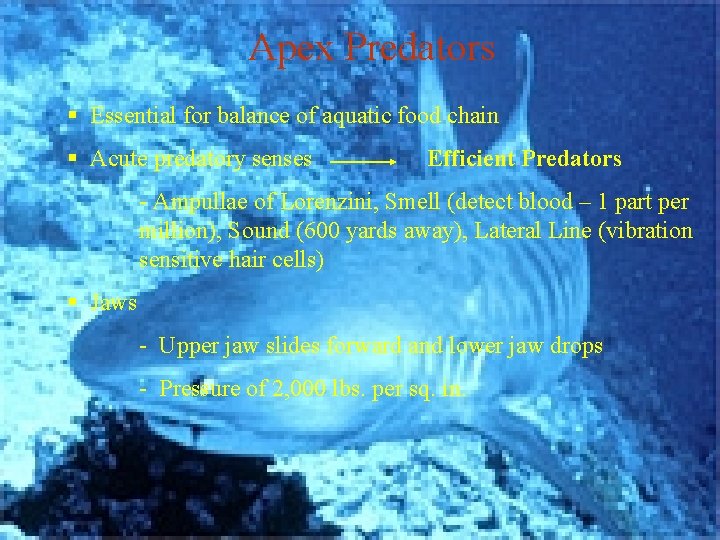 Apex Predators § Essential for balance of aquatic food chain § Acute predatory senses