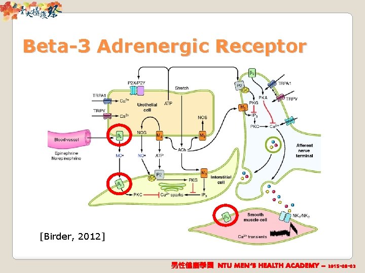 Beta-3 Adrenergic Receptor [Birder, 2012] 男性健康學園 NTU MEN‘S HEALTH ACADEMY – 2015 -08 -02