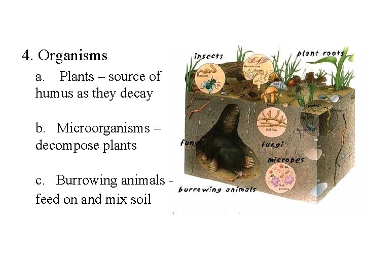 4. Organisms a. Plants – source of humus as they decay b. Microorganisms –