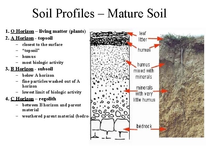 Soil Profiles – Mature Soil 1. O Horizon – living matter (plants) 2. A