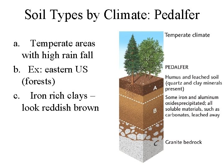 Soil Types by Climate: Pedalfer a. Temperate areas with high rain fall b. Ex: