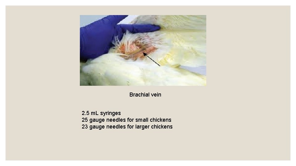 Brachial vein 2. 5 m. L syringes 25 gauge needles for small chickens 23