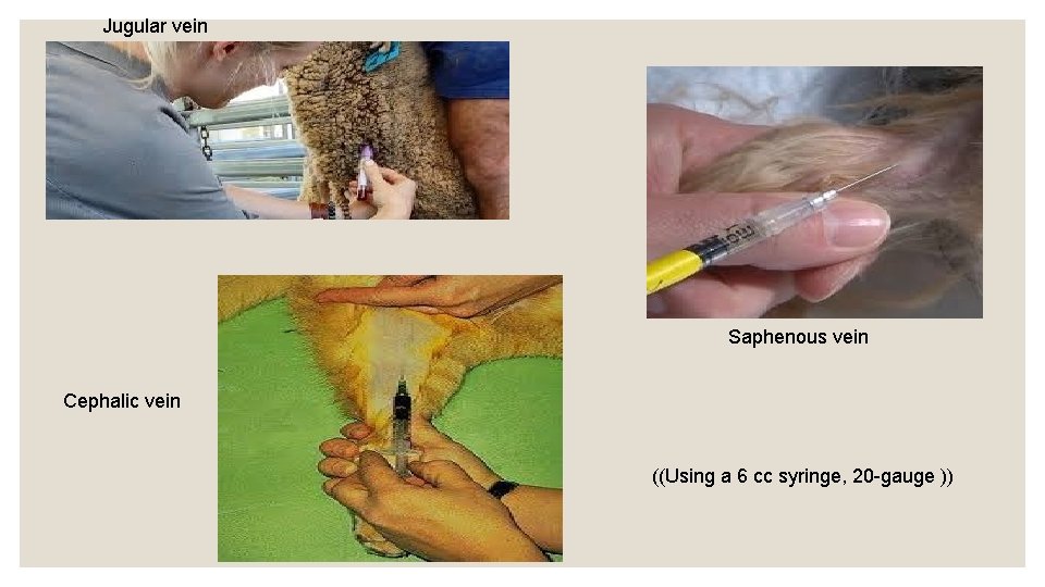 Jugular vein Saphenous vein Cephalic vein ((Using a 6 cc syringe, 20 -gauge ))