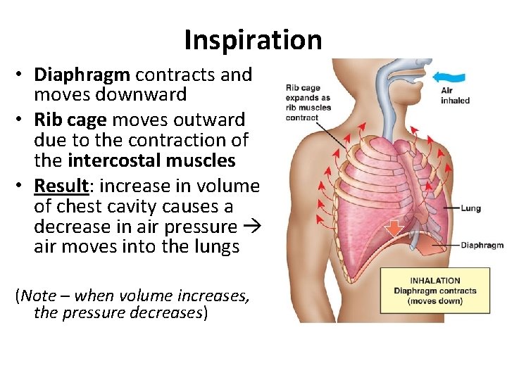 Inspiration • Diaphragm contracts and moves downward • Rib cage moves outward due to