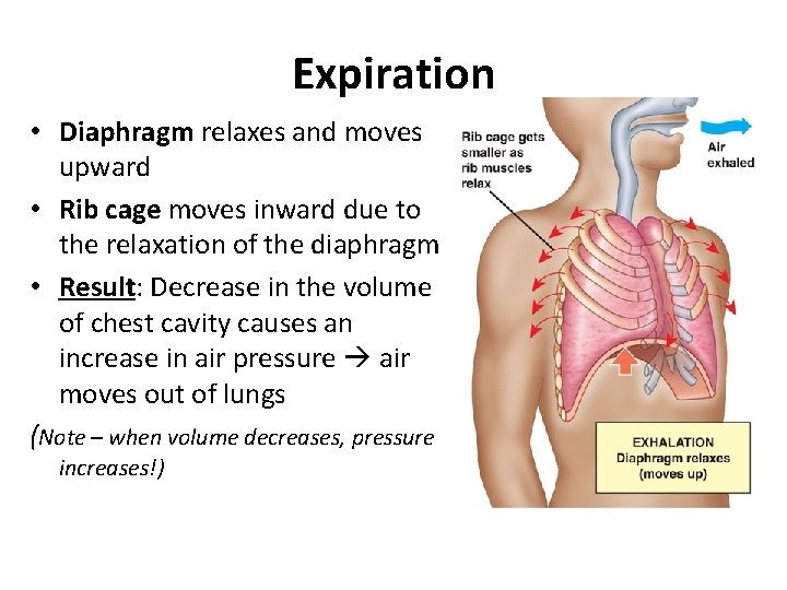 Expiration • Diaphragm relaxes and moves upward • Rib cage moves inward due to