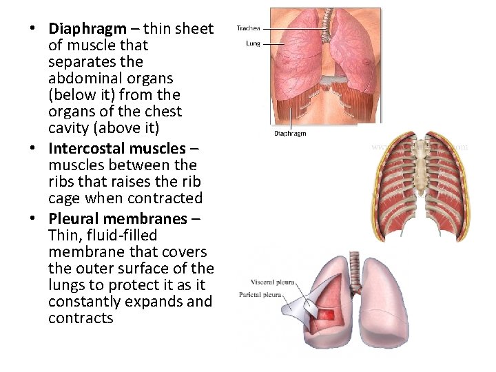  • Diaphragm – thin sheet of muscle that separates the abdominal organs (below