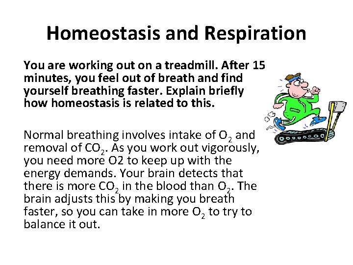 Homeostasis and Respiration You are working out on a treadmill. After 15 minutes, you