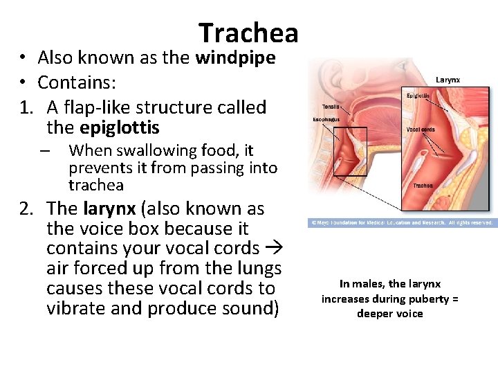 Trachea • Also known as the windpipe • Contains: 1. A flap-like structure called