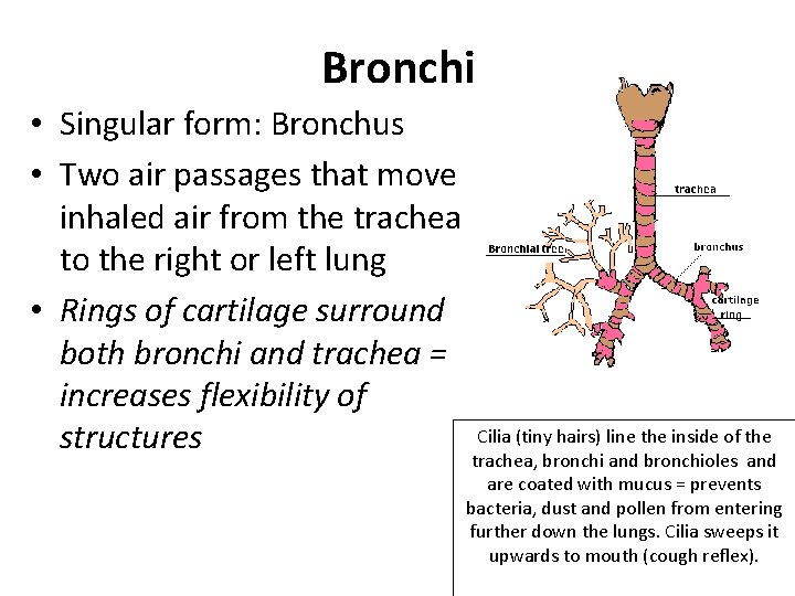 Bronchi • Singular form: Bronchus • Two air passages that move inhaled air from