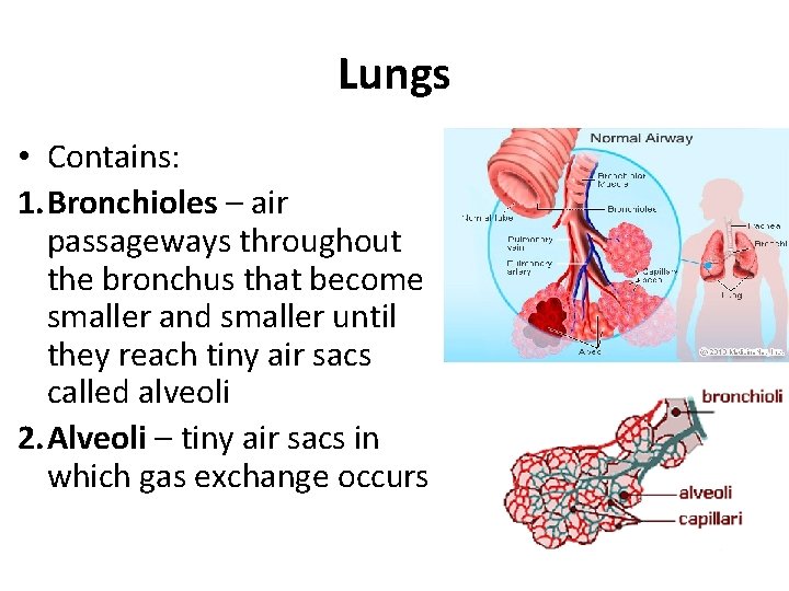 Lungs • Contains: 1. Bronchioles – air passageways throughout the bronchus that become smaller