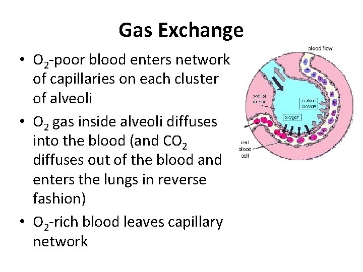 Gas Exchange • O 2 -poor blood enters network of capillaries on each cluster