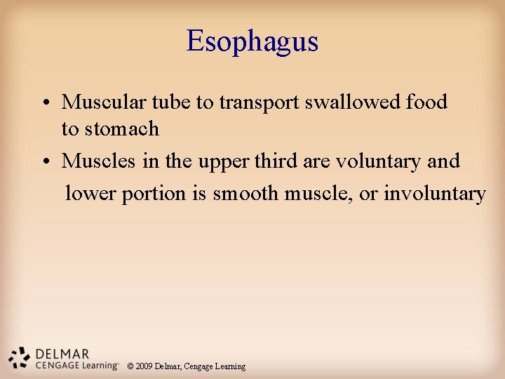 Esophagus • Muscular tube to transport swallowed food to stomach • Muscles in the