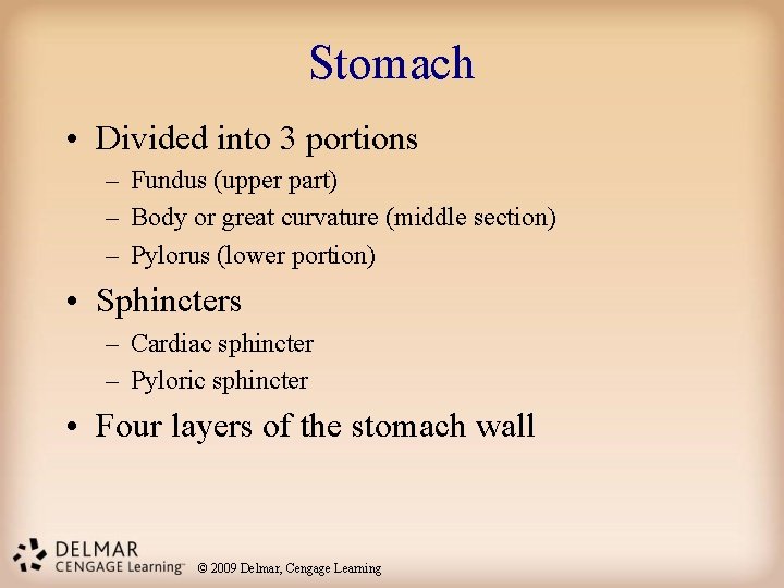 Stomach • Divided into 3 portions – Fundus (upper part) – Body or great