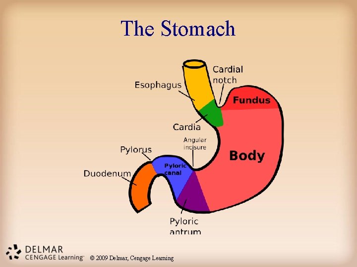 The Stomach © 2009 Delmar, Cengage Learning 