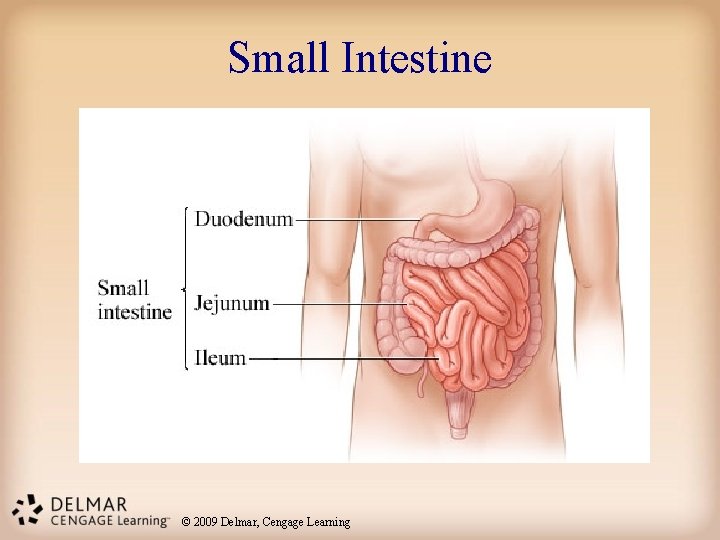 Small Intestine © 2009 Delmar, Cengage Learning 