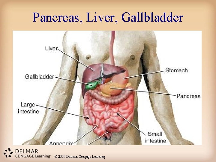 Pancreas, Liver, Gallbladder © 2009 Delmar, Cengage Learning 