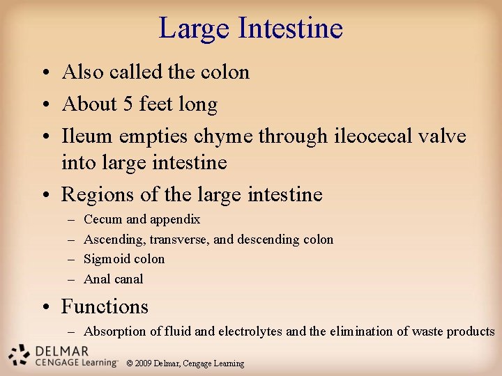 Large Intestine • Also called the colon • About 5 feet long • Ileum