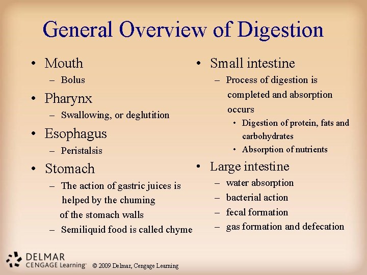 General Overview of Digestion • Mouth • Small intestine – Bolus • Pharynx –