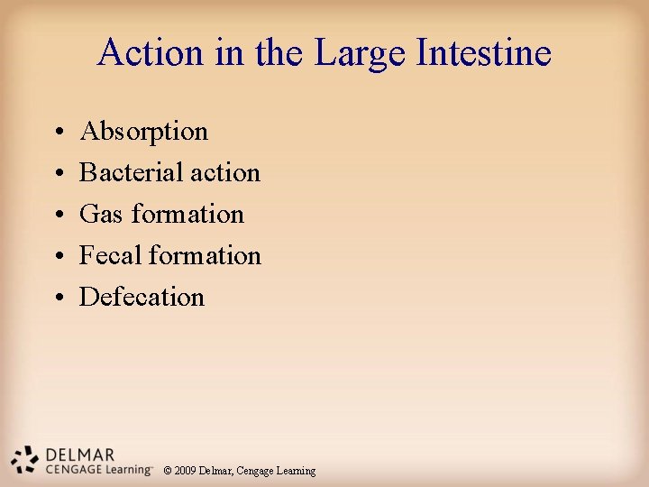 Action in the Large Intestine • • • Absorption Bacterial action Gas formation Fecal