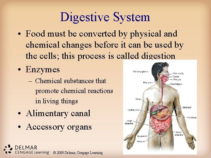 Digestive System • Food must be converted by physical and chemical changes before it