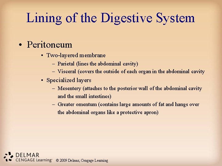 Lining of the Digestive System • Peritoneum • Two-layered membrane – Parietal (lines the