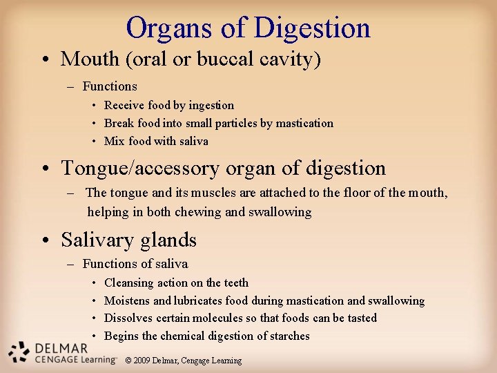 Organs of Digestion • Mouth (oral or buccal cavity) – Functions • Receive food