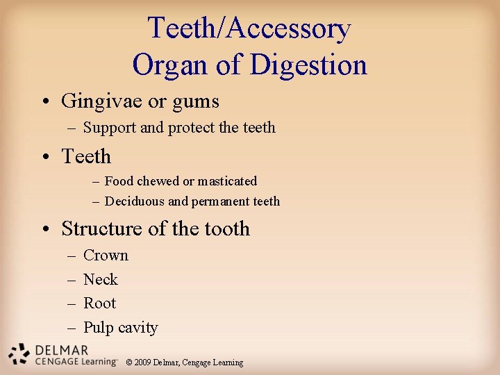 Teeth/Accessory Organ of Digestion • Gingivae or gums – Support and protect the teeth