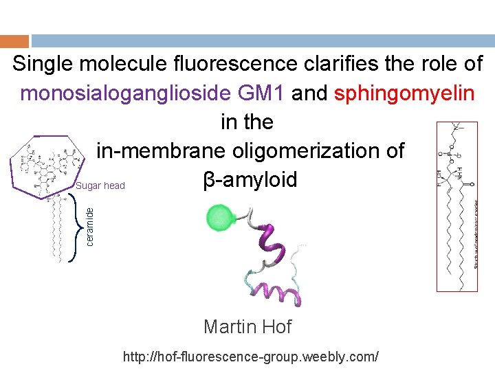 ceramide Single molecule fluorescence clarifies the role of monosialoganglioside GM 1 and sphingomyelin in
