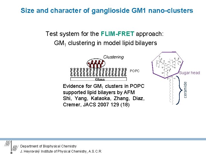 Size and character of ganglioside GM 1 nano-clusters Test system for the FLIM-FRET approach: