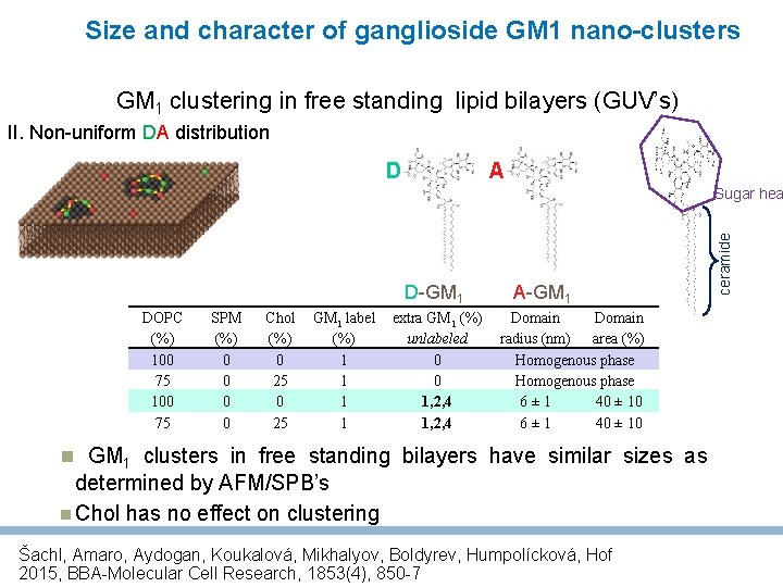 Size and character of ganglioside GM 1 nano-clusters GM 1 clustering in free standing
