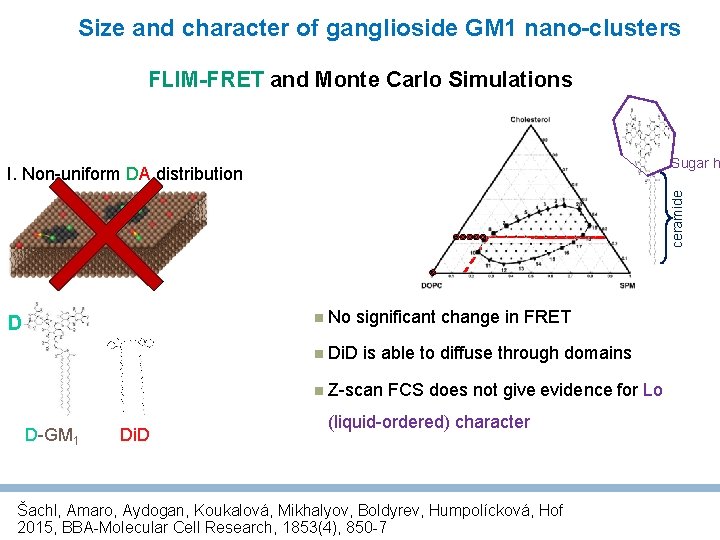 Size and character of ganglioside GM 1 nano-clusters FLIM-FRET and Monte Carlo Simulations Sugar