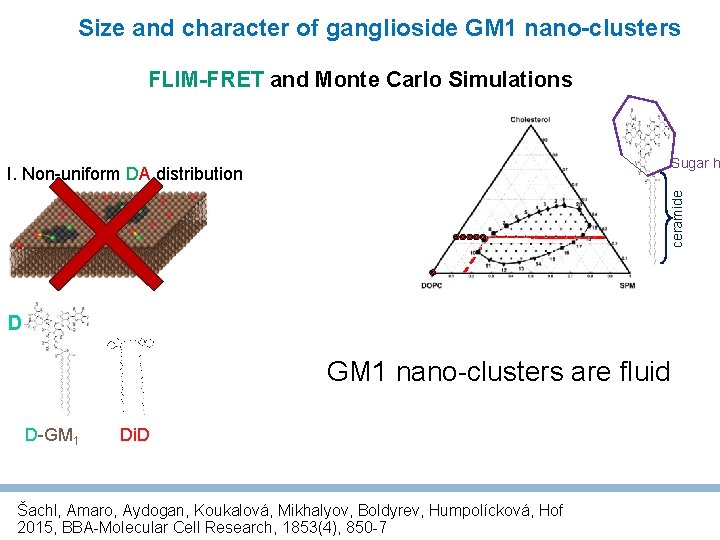 Size and character of ganglioside GM 1 nano-clusters FLIM-FRET and Monte Carlo Simulations Sugar