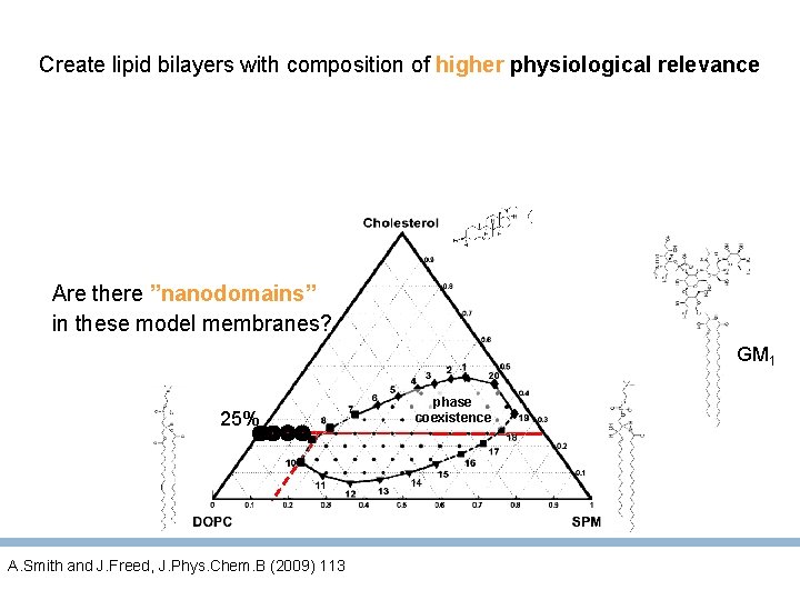 Create lipid bilayers with composition of higher physiological relevance Are there ”nanodomains” in these