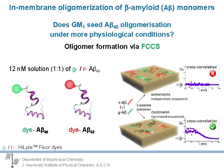 In-membrane oligomerization of -amyloid (Aβ) monomers Does GM 1 seed Aβ 40 oligomerisation under