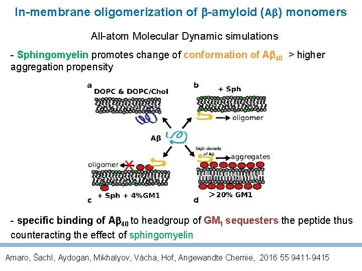 In-membrane oligomerization of -amyloid (Aβ) monomers All-atom Molecular Dynamic simulations - Sphingomyelin promotes change