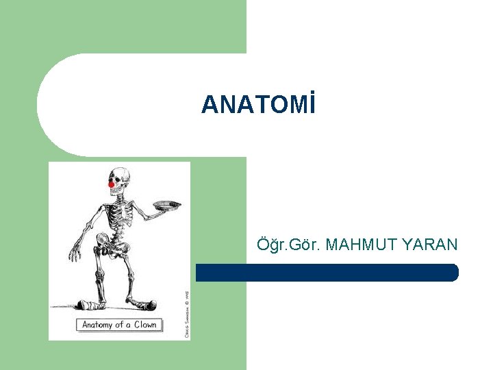 ANATOMİ Öğr. Gör. MAHMUT YARAN 