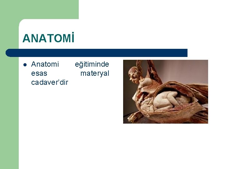 ANATOMİ l Anatomi eğitiminde esas materyal cadaver’dir 