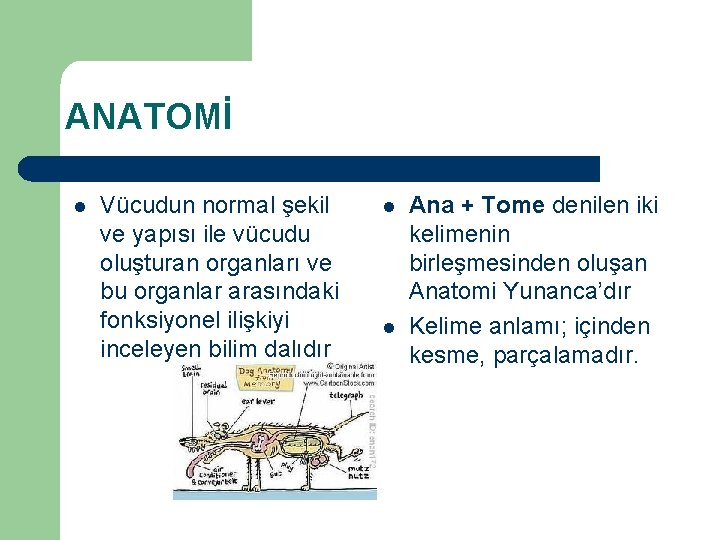 ANATOMİ l Vücudun normal şekil ve yapısı ile vücudu oluşturan organları ve bu organlar