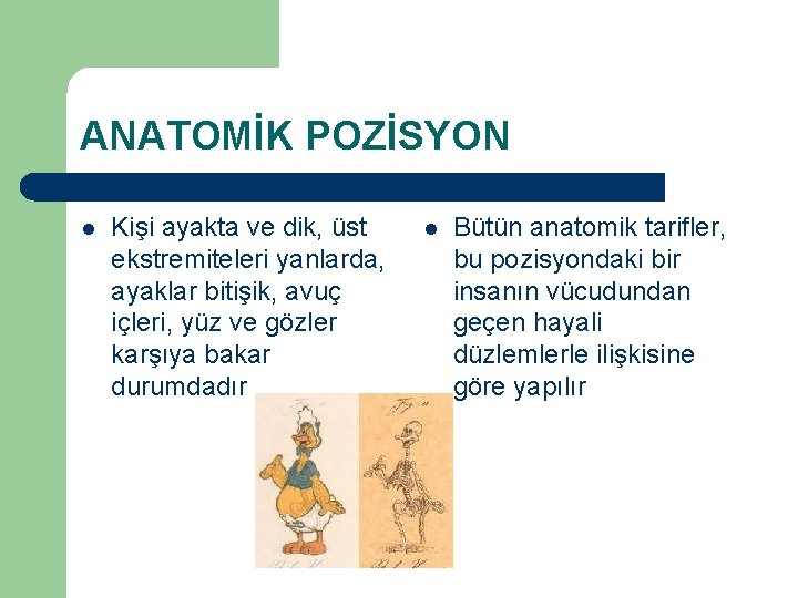 ANATOMİK POZİSYON l Kişi ayakta ve dik, üst ekstremiteleri yanlarda, ayaklar bitişik, avuç içleri,