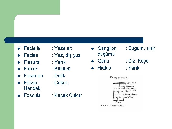 l l l l Facialis Facies Fissura Flexor Foramen Fossa Hendek Fossula : Yüze
