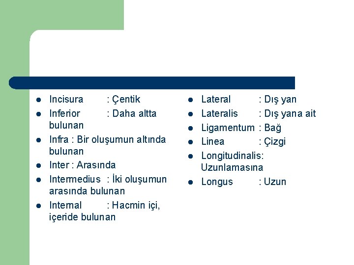 l l l Incisura : Çentik Inferior : Daha altta bulunan Infra : Bir