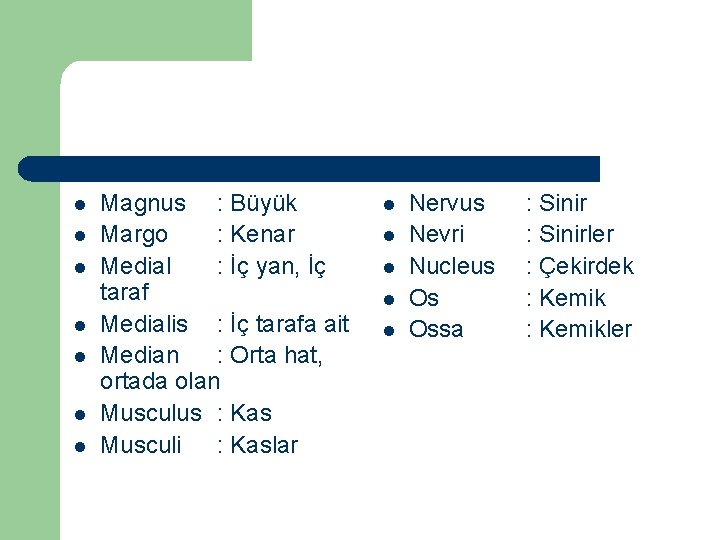 l l l l Magnus : Büyük Margo : Kenar Medial : İç yan,