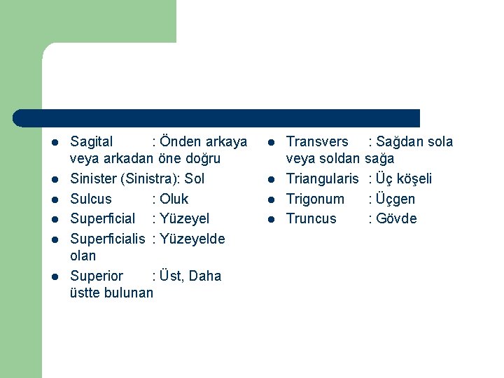 l l l Sagital : Önden arkaya veya arkadan öne doğru Sinister (Sinistra): Sol