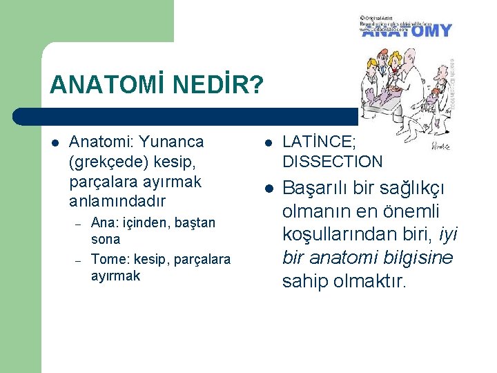 ANATOMİ NEDİR? l Anatomi: Yunanca (grekçede) kesip, parçalara ayırmak anlamındadır – – Ana: içinden,