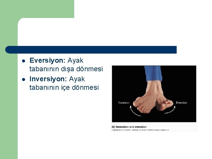 l l Eversiyon: Ayak tabanının dışa dönmesi Inversiyon: Ayak tabanının içe dönmesi 